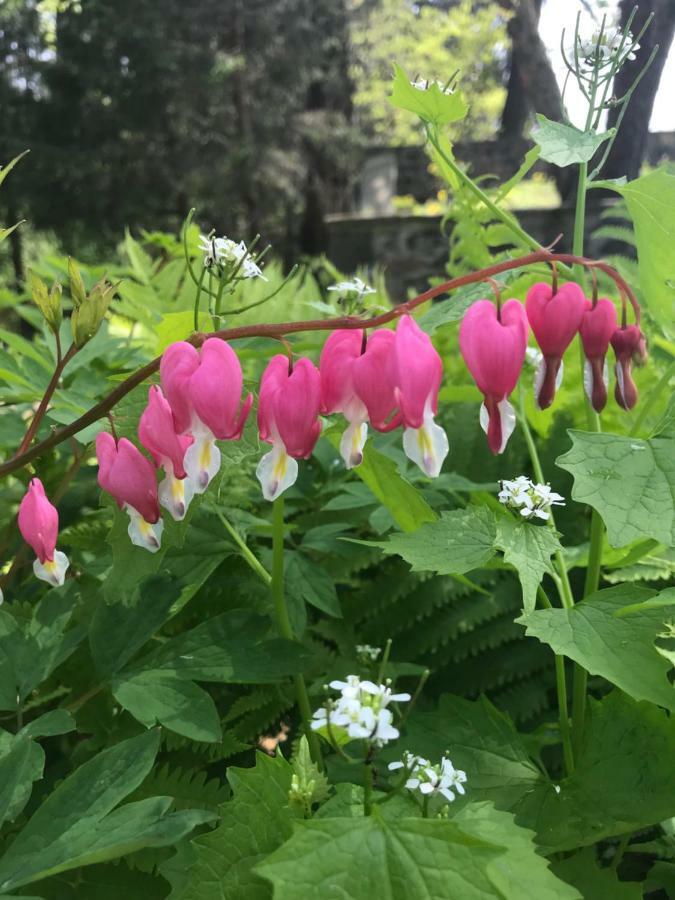 Wild Wisteria Bed and Breakfast Chadds Ford Exteriör bild
