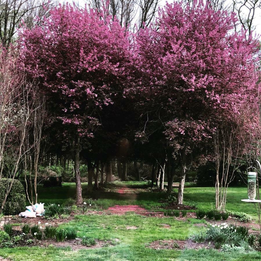 Wild Wisteria Bed and Breakfast Chadds Ford Exteriör bild