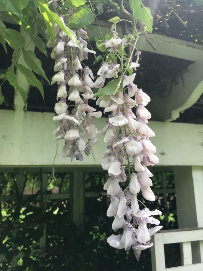 Wild Wisteria Bed and Breakfast Chadds Ford Exteriör bild